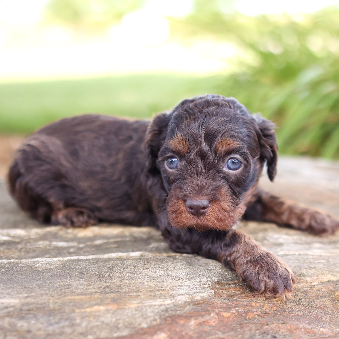 cavapoo-puppies