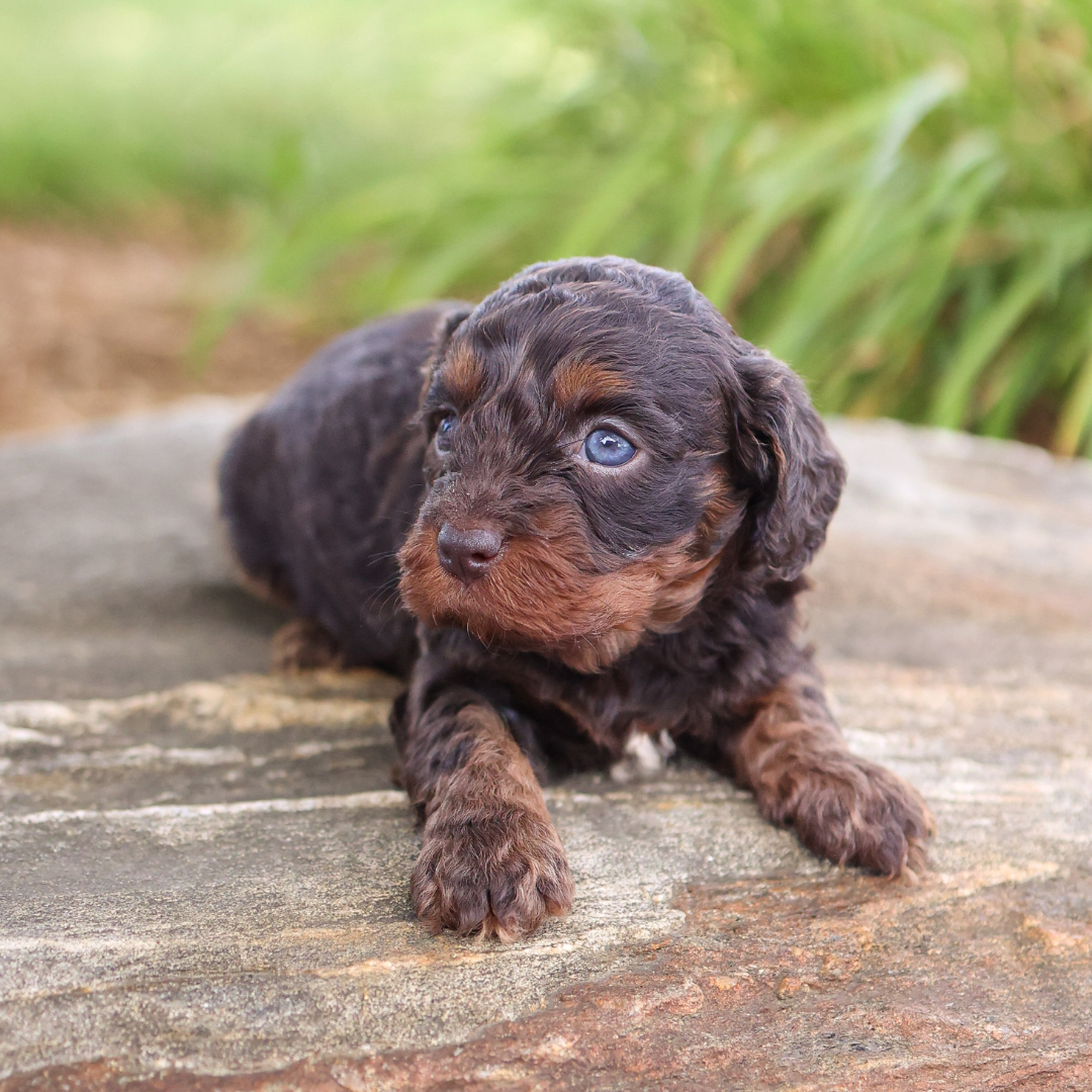 cavapoo-puppies