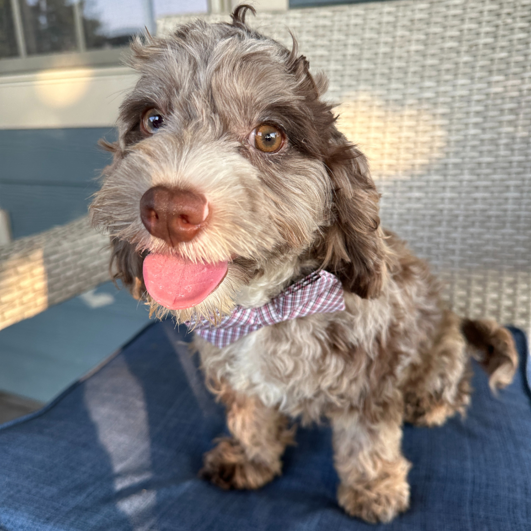 Merle-Cavapoo