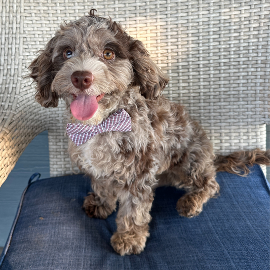 Merle-Cavapoo