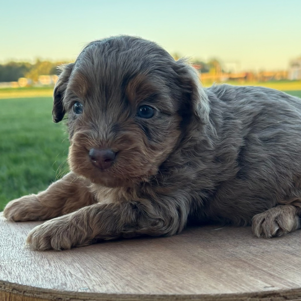 Chocolate-Merle