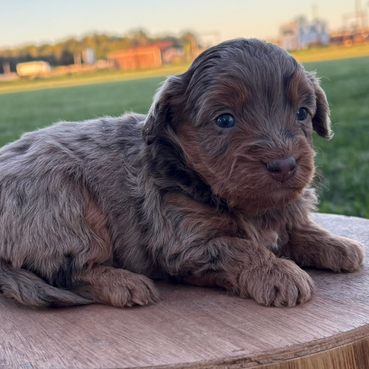 Chocolate-Merle
