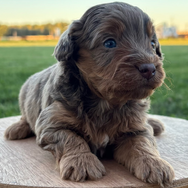 Chocolate-Merle