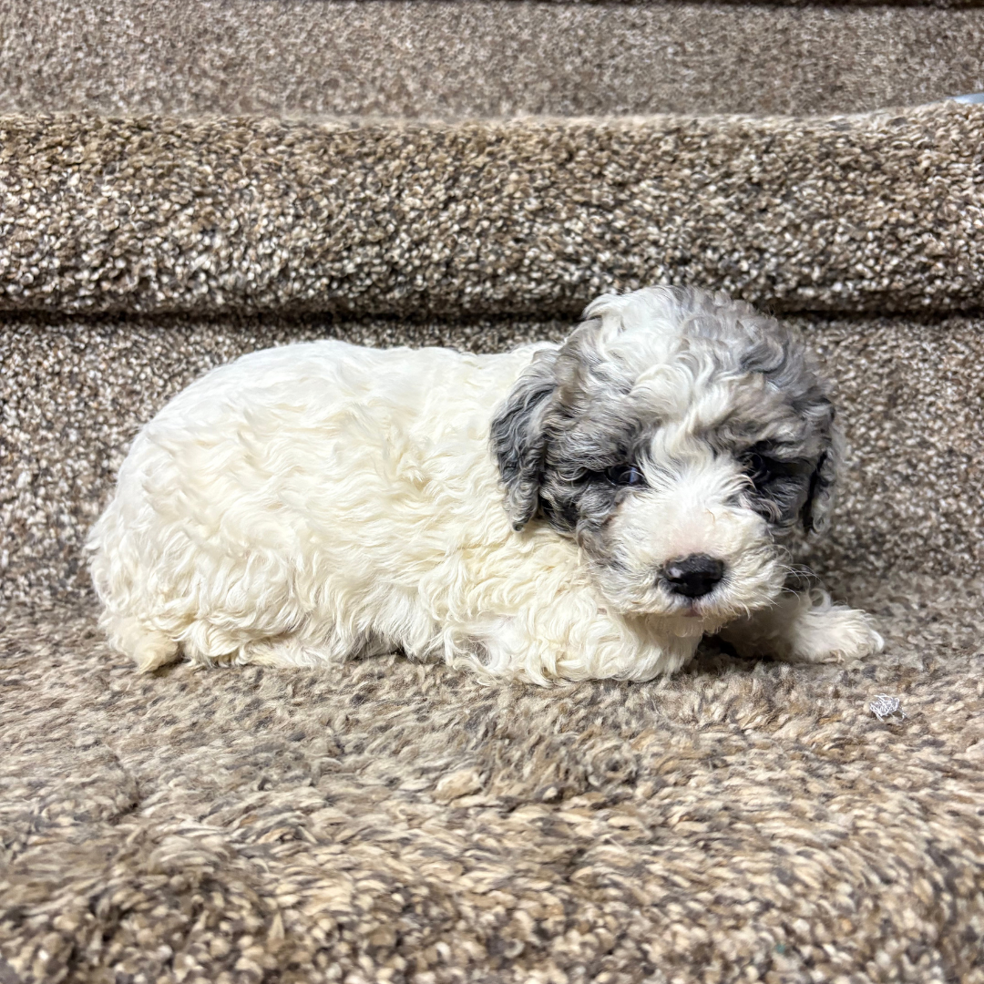 Merle-Cavapoo-Puppies