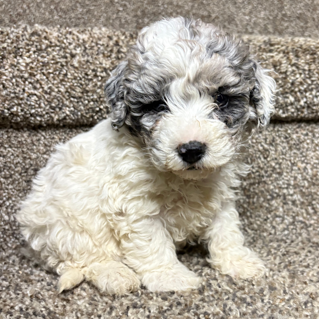 Merle-Cavapoo-Puppies