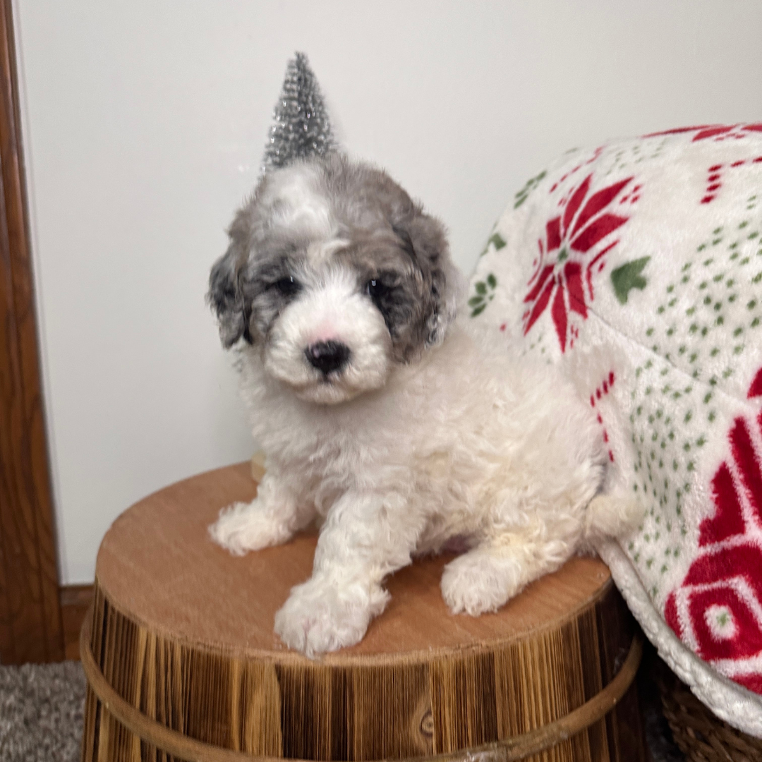 Merle-Cavapoo-Puppies