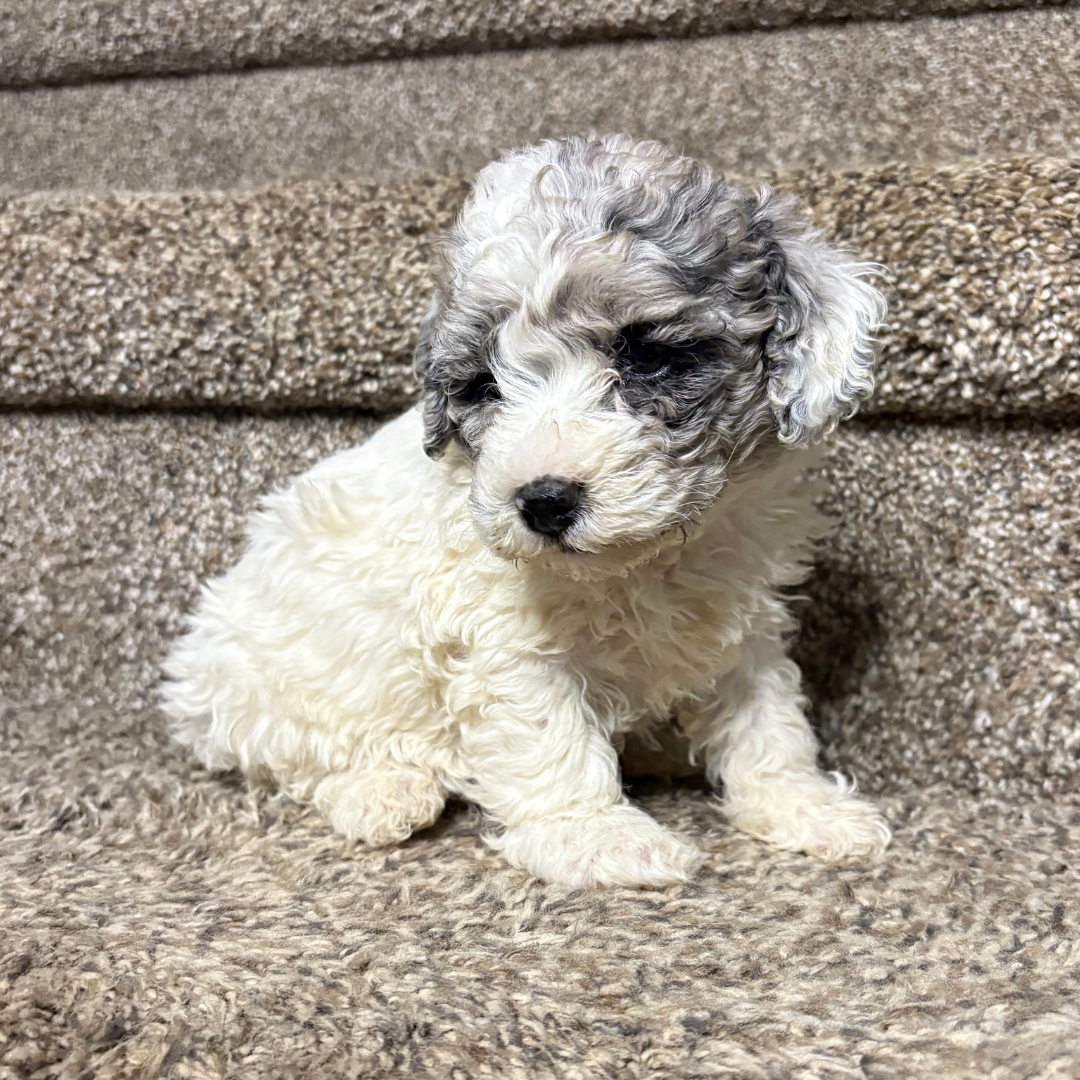 Merle-Cavapoo-Puppies