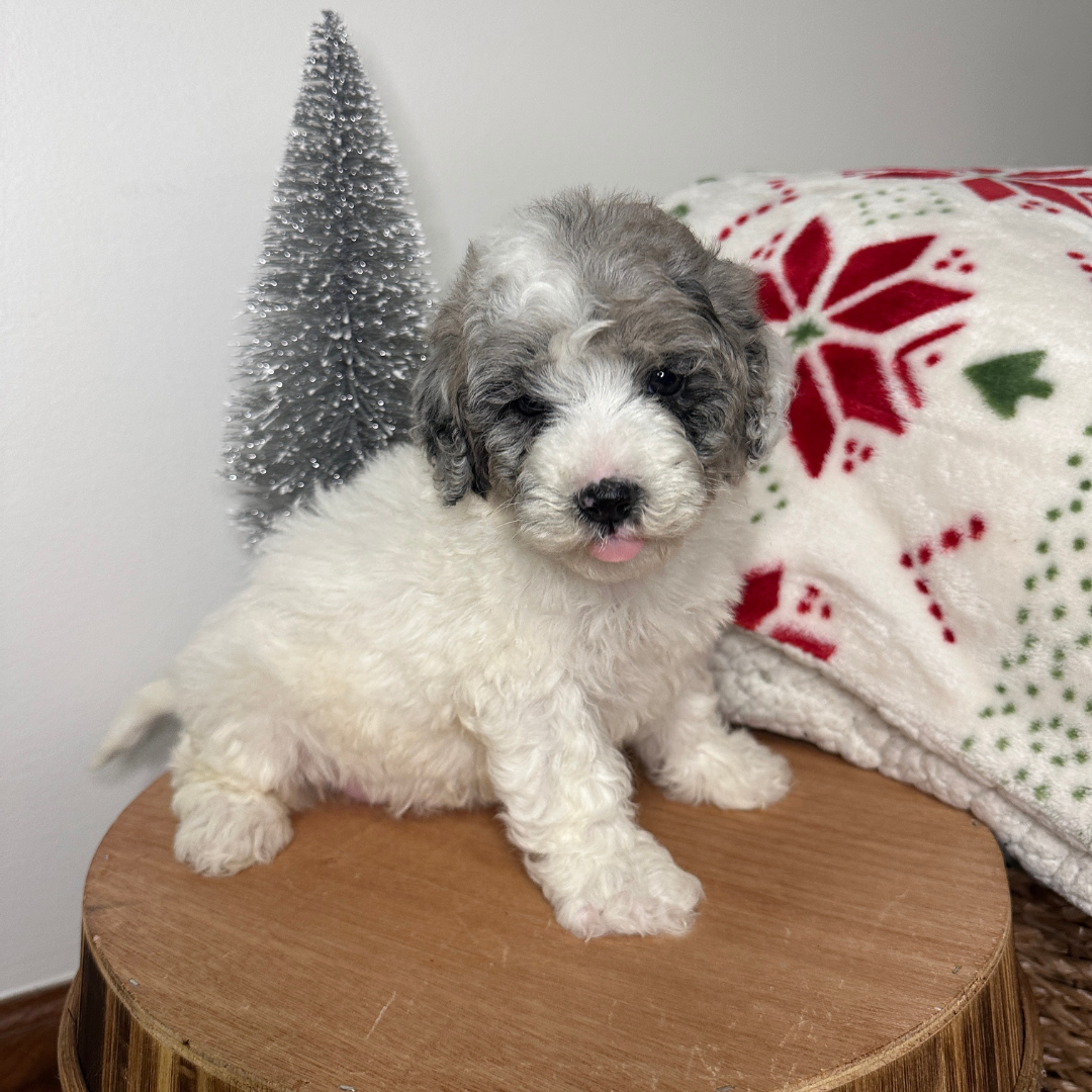 Merle-Cavapoo-Puppies