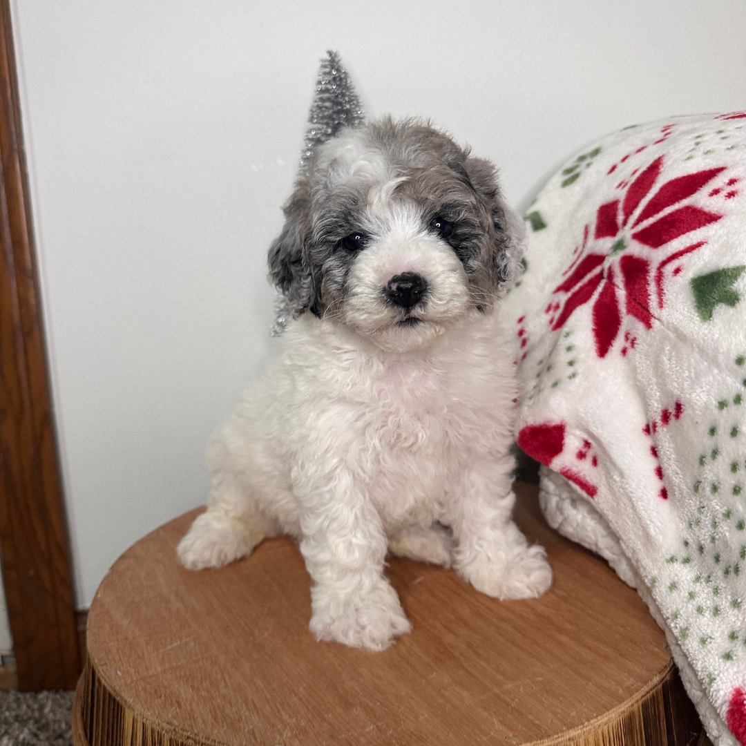 Merle-Cavapoo-Puppies