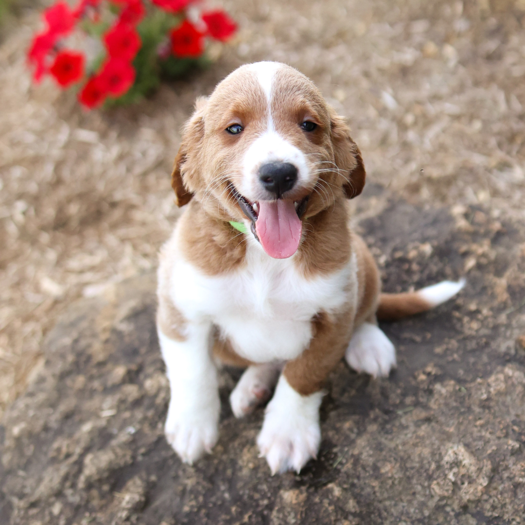 F1B-Mini-Goldendoodles