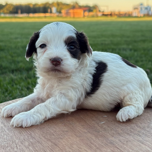 Chocolate-Parti-Cavapoo