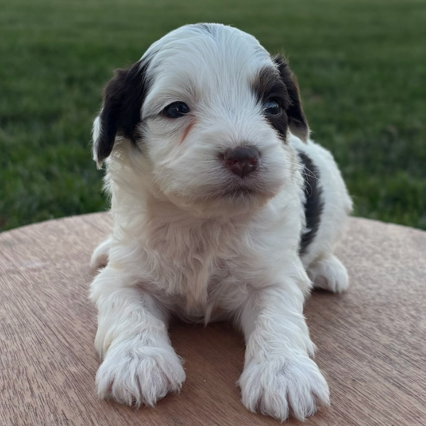 Chocolate-Parti-Cavapoo