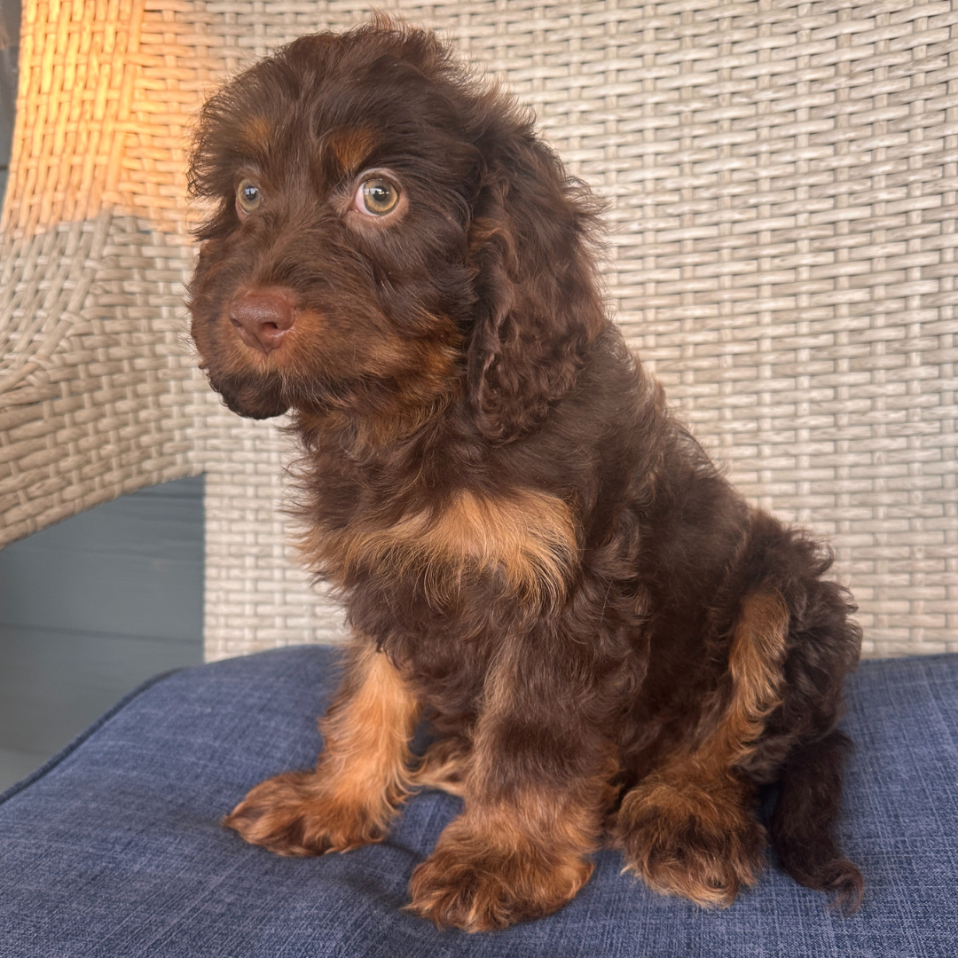 Chocolate-Cavapoo
