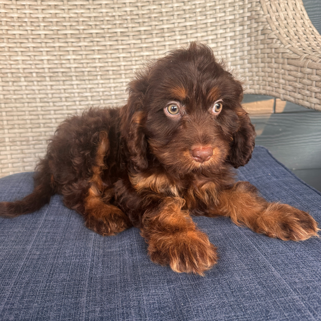 Chocolate-Cavapoo