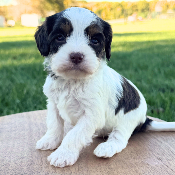 Cavapoo-Breeder-Indiana