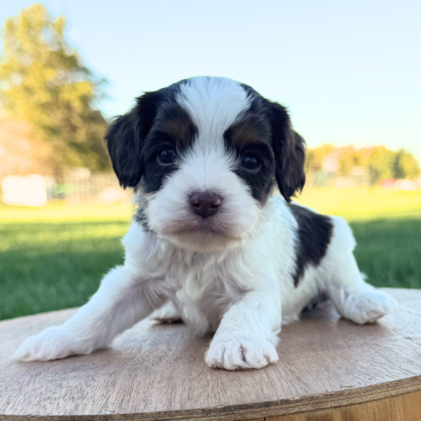 Cavapoo-Breeder-Indiana
