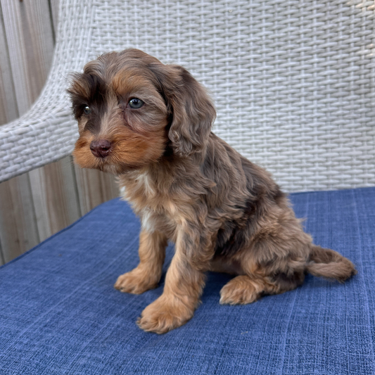 Chocolate-Merle