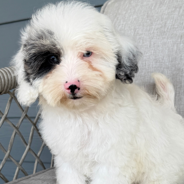 Cavapoo-Breeder