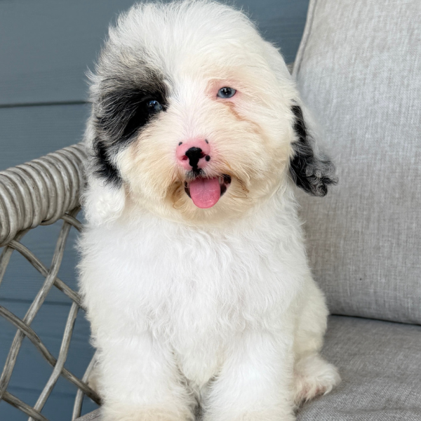 Cavapoo-Breeder