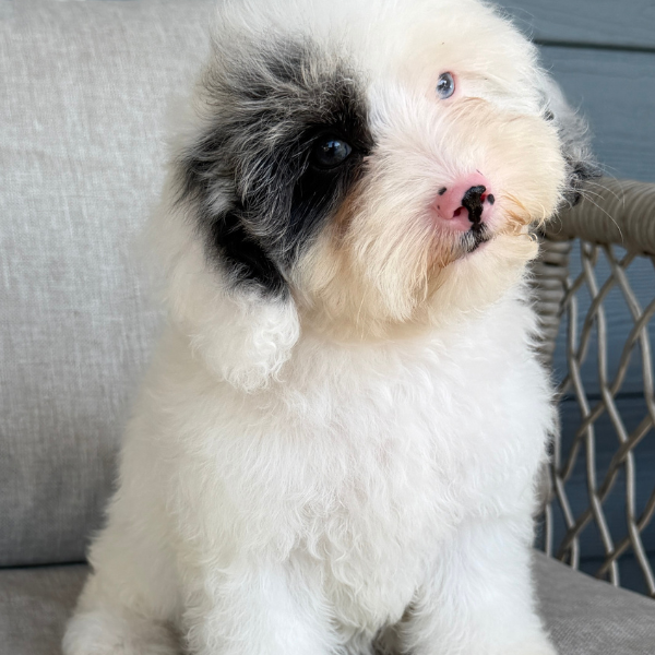 Cavapoo-Breeder