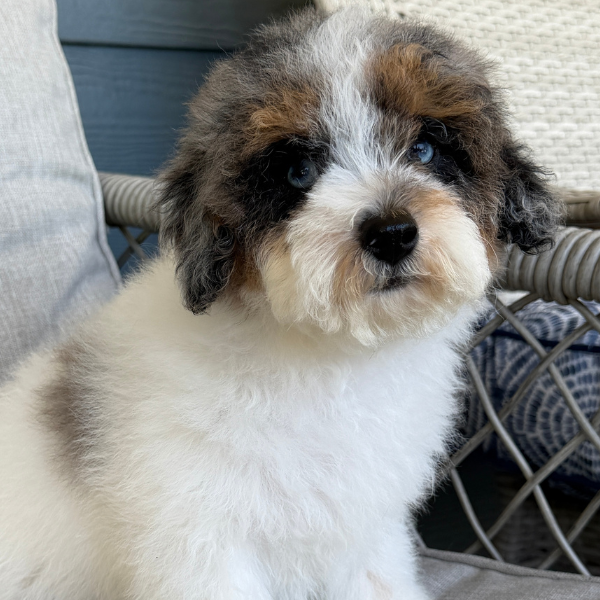 Cavapoo-Breeder