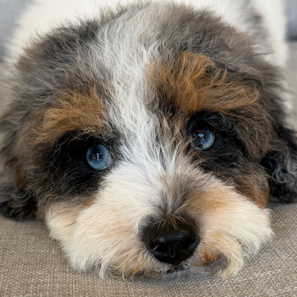Cavapoo-Breeder