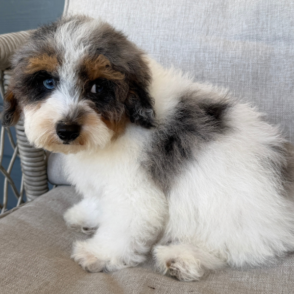 Cavapoo-Breeder