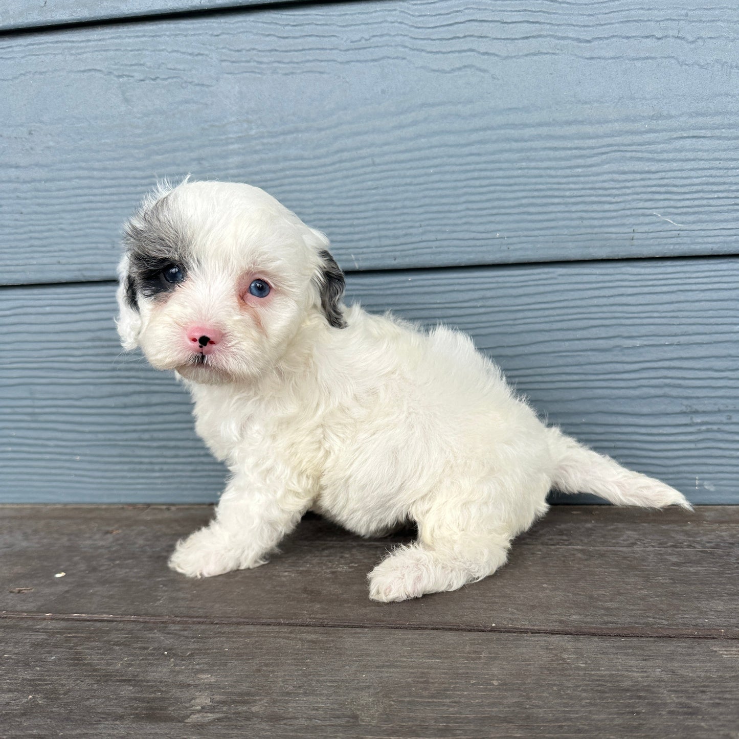 Cavapoo Puppy at rafter epups