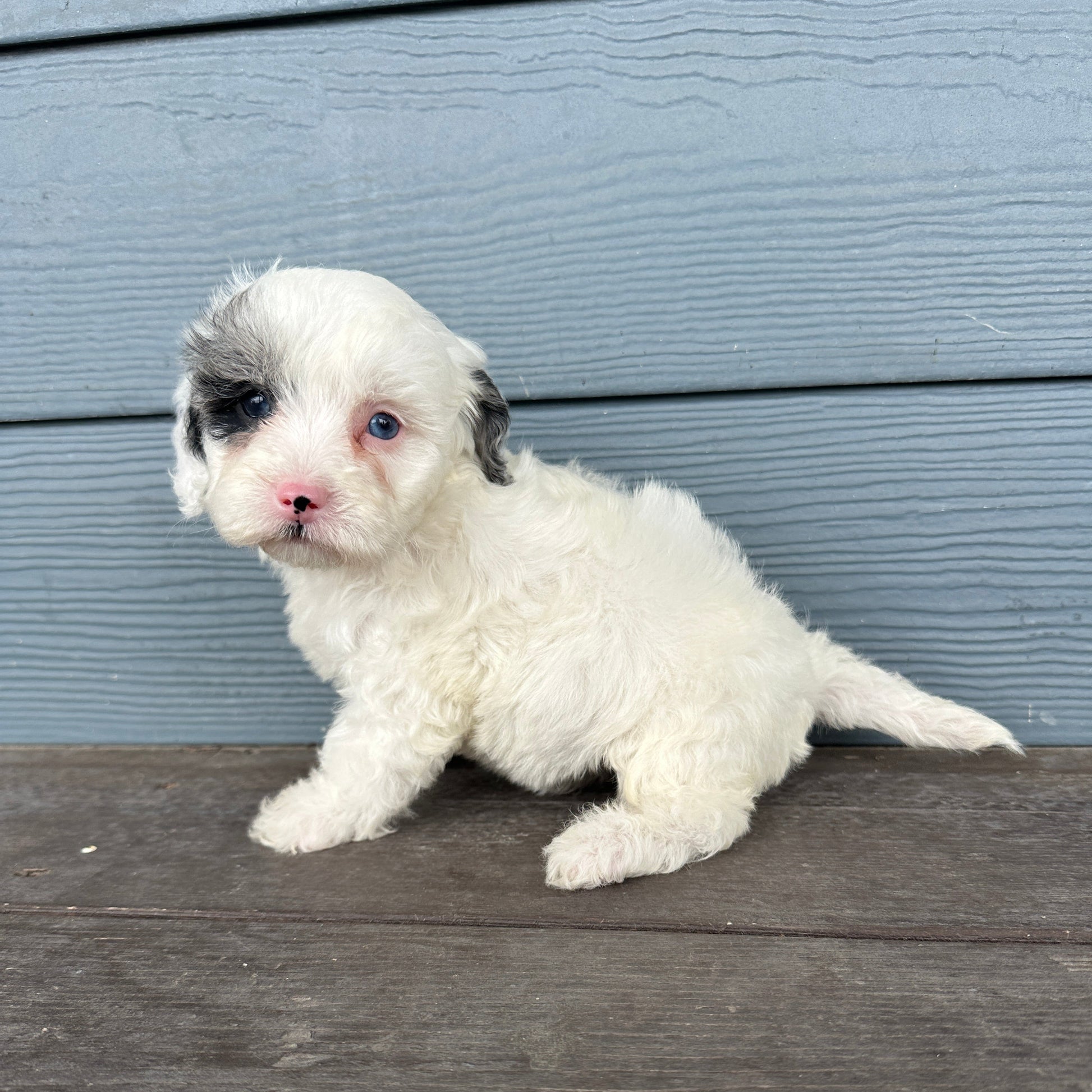 Cavapoo Puppy at rafter epups