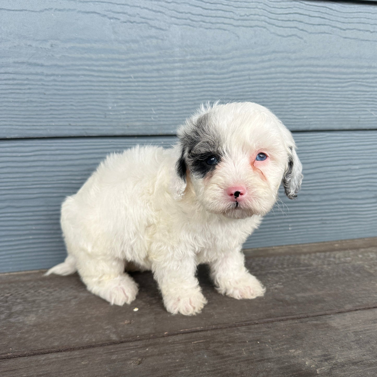 Cavapoo  puppy with black patches on a wooden deck with rafter e pups