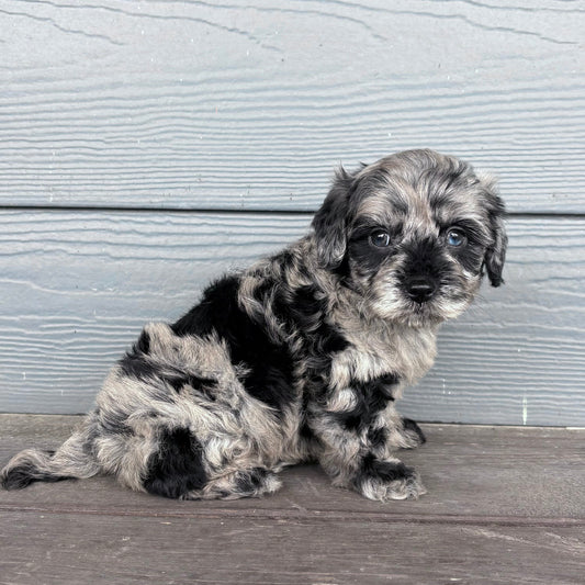 Cavapoo Puppy sitting on a wooden deck with a gray wall background