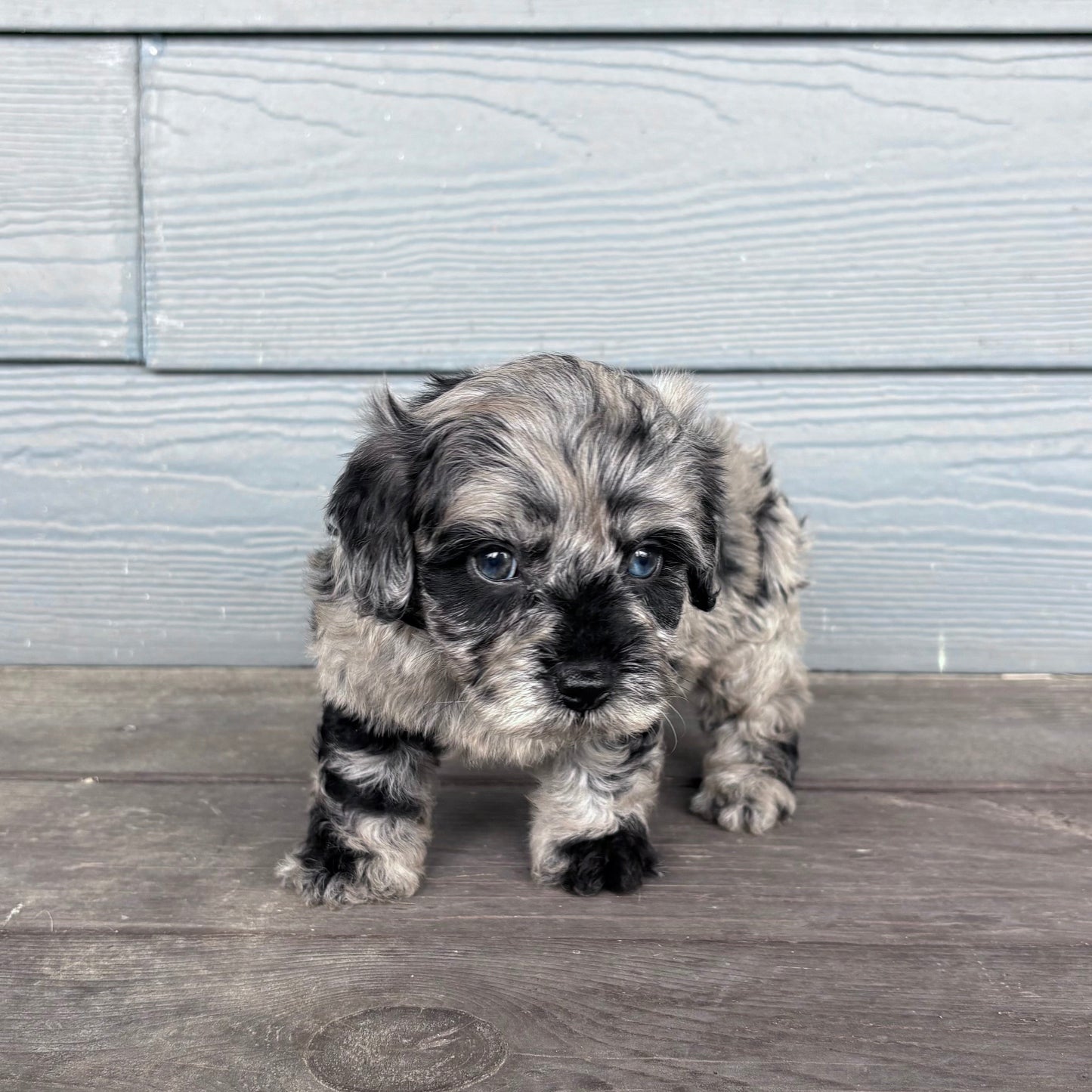 Cavapoo Puppy standing on a wooden deck with a gray wooden wall in the background