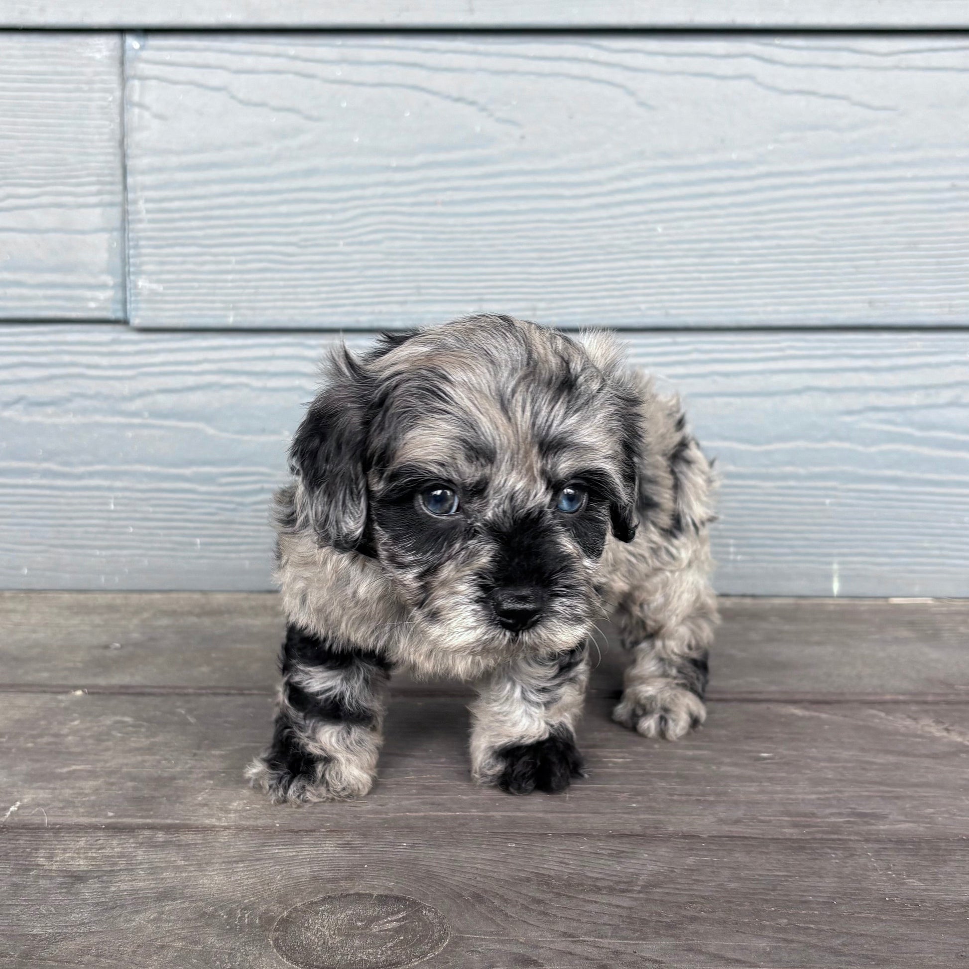 Cavapoo Puppy standing on a wooden deck with a gray wooden wall in the background