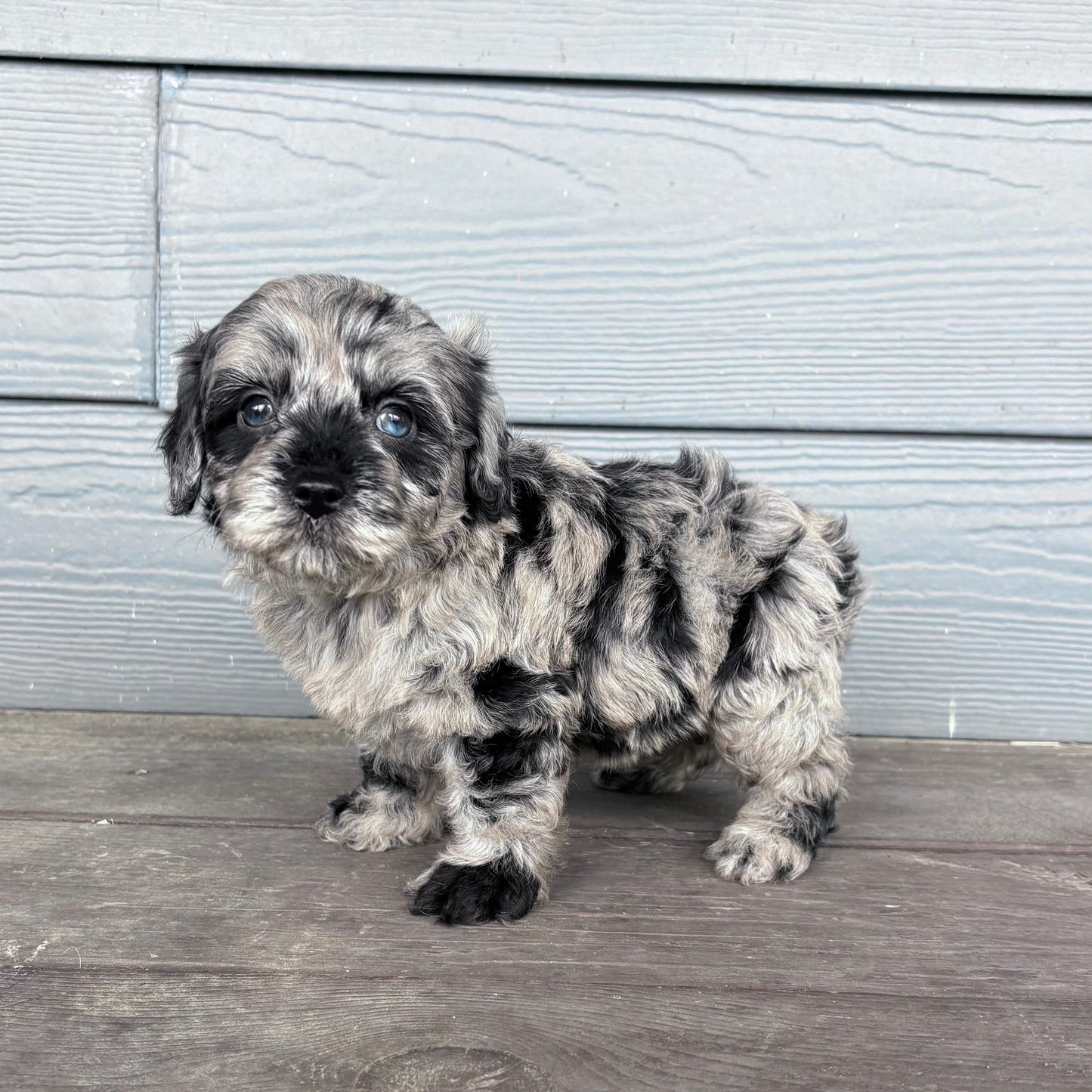 Cavapoo Puppy standing on a wooden deck with a light gray wall in the background at RafterEPups