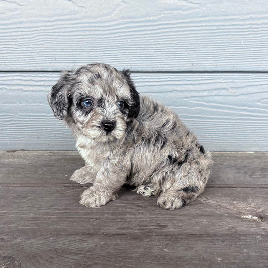 Cavapoo Puppy sitting on a wooden deck with a light gray wooden wall in the background. 
