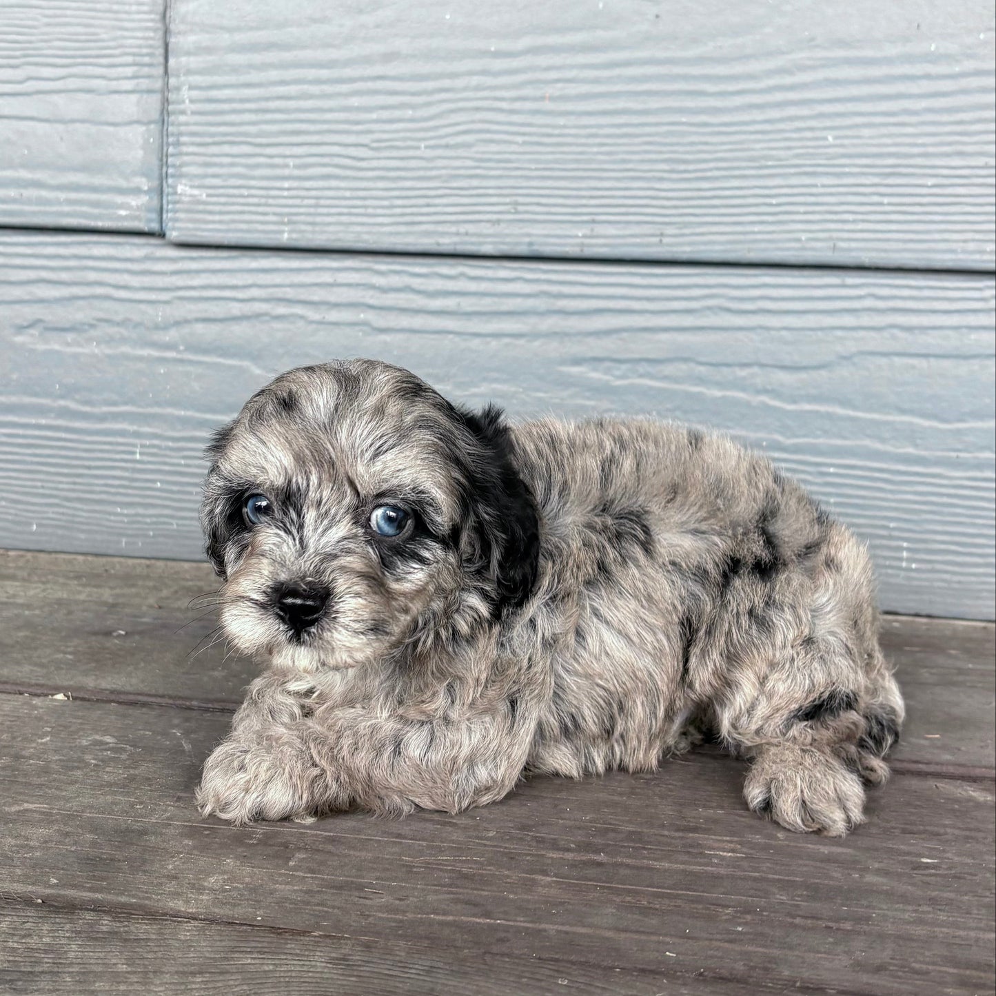 cavapoo puppy sitting on a wooden deck with a gray wall in the background at rafter e pups 