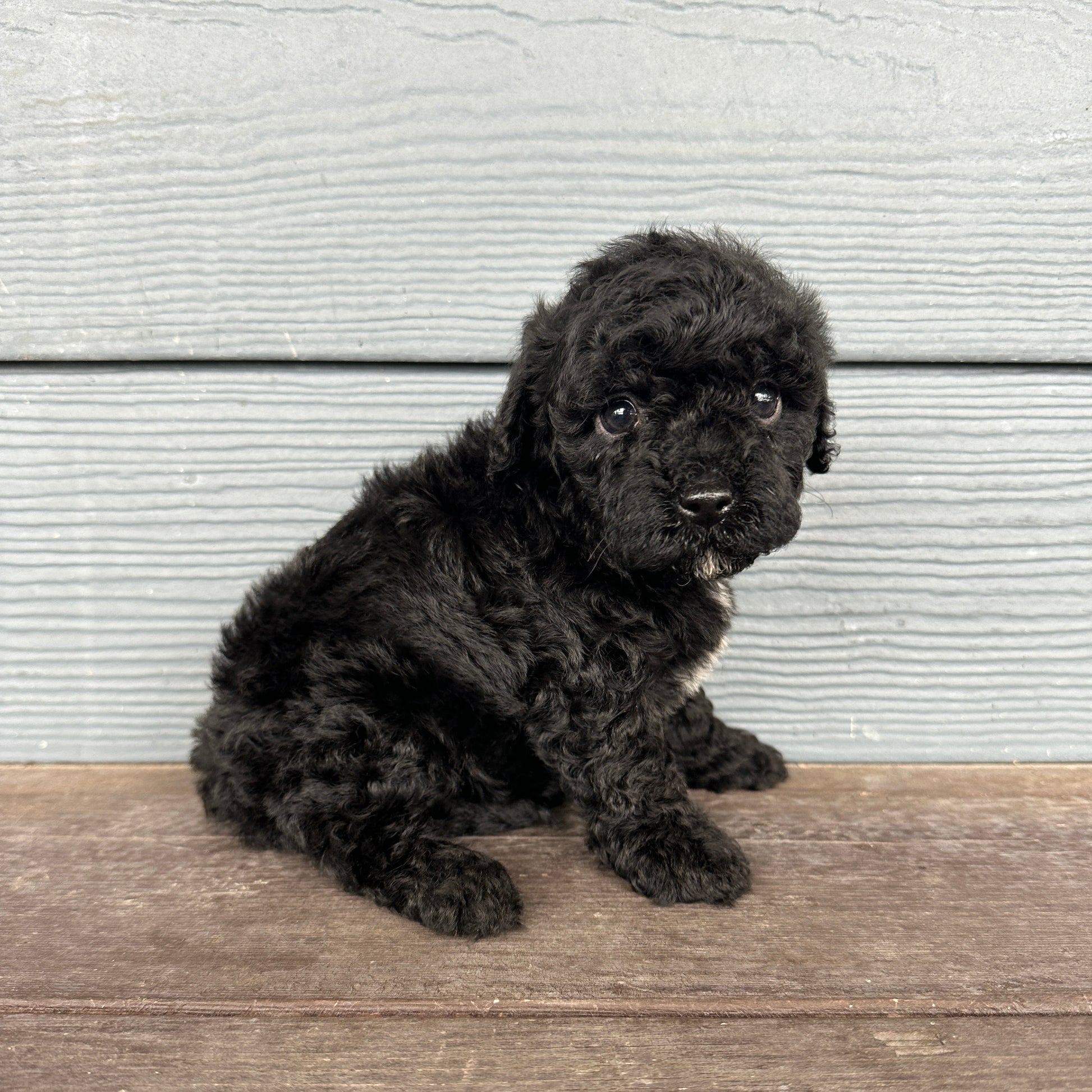Cavapoo puppy on a wooden floor at rafterepups