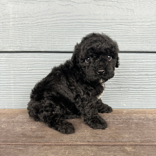 Cavapoo puppy on a wooden floor at rafterepups