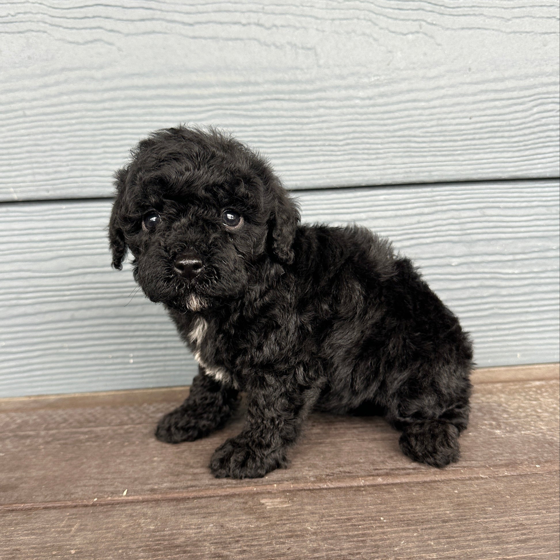Black cavapoo puppy lying on a wooden floor