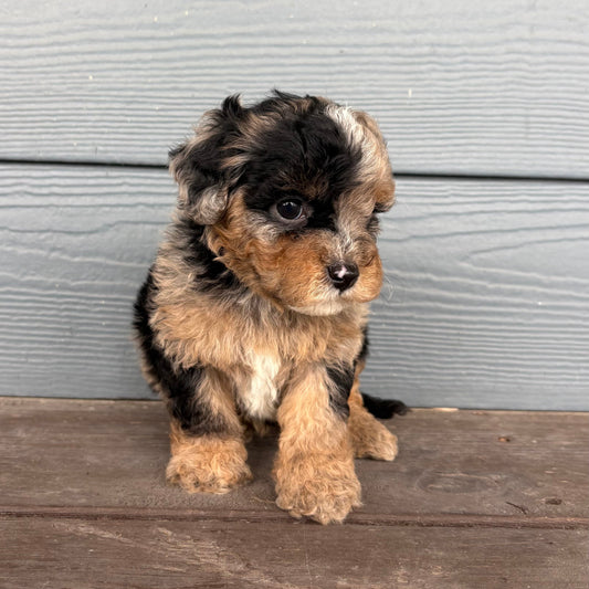 Cavapoo puppy sitting on a wooden step against a light gray wall at rafterepups
