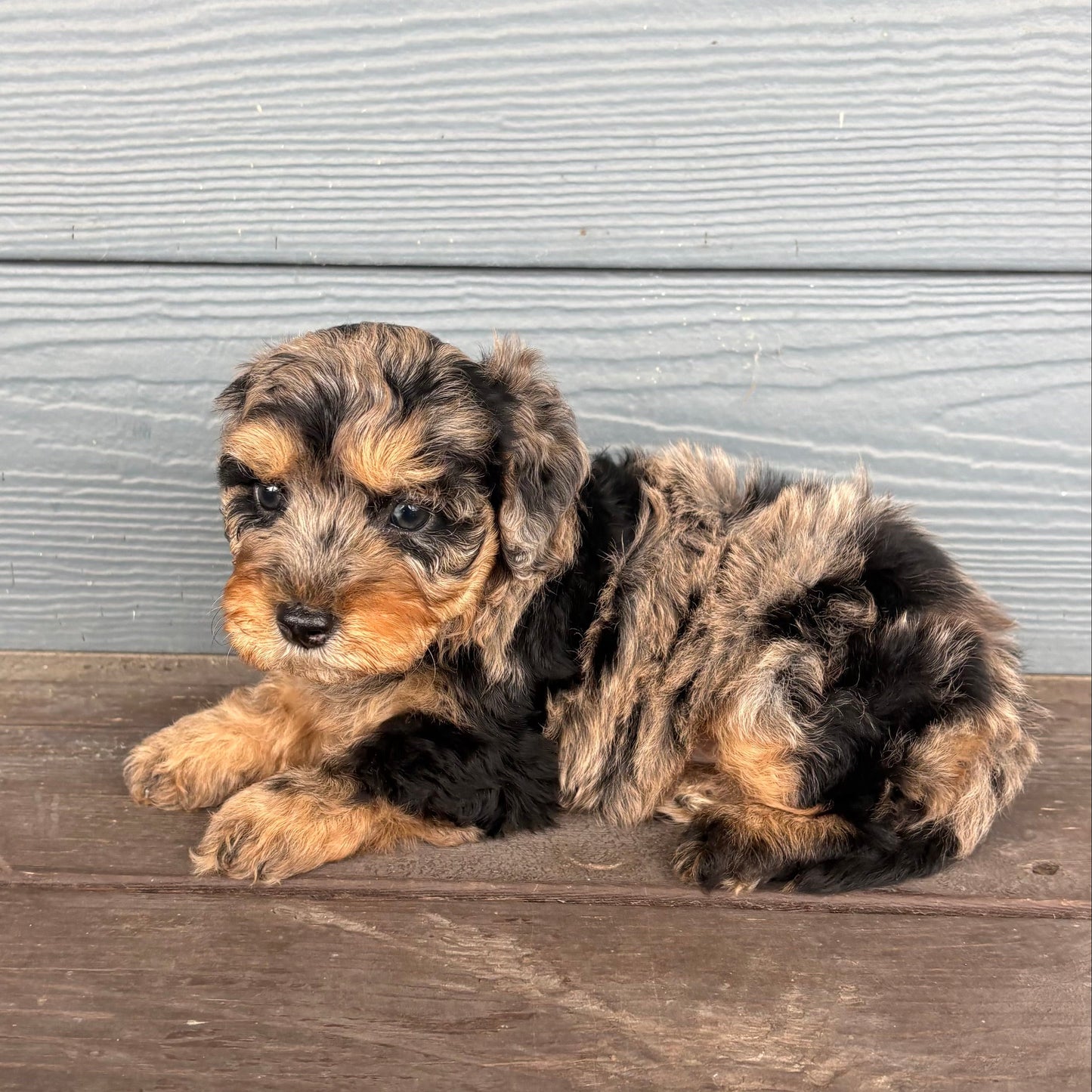 Cavapoo Puppy lying on a wooden deck with a light gray wall in the background at Rafterepups