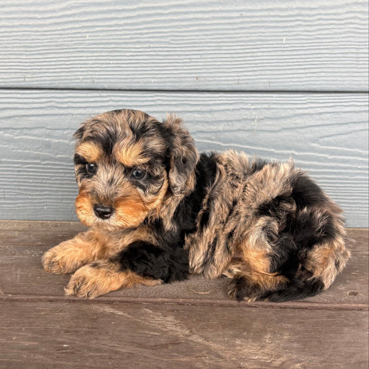 Cavapoo Puppy lying on a wooden deck with a light gray wall in the background at Rafterepups