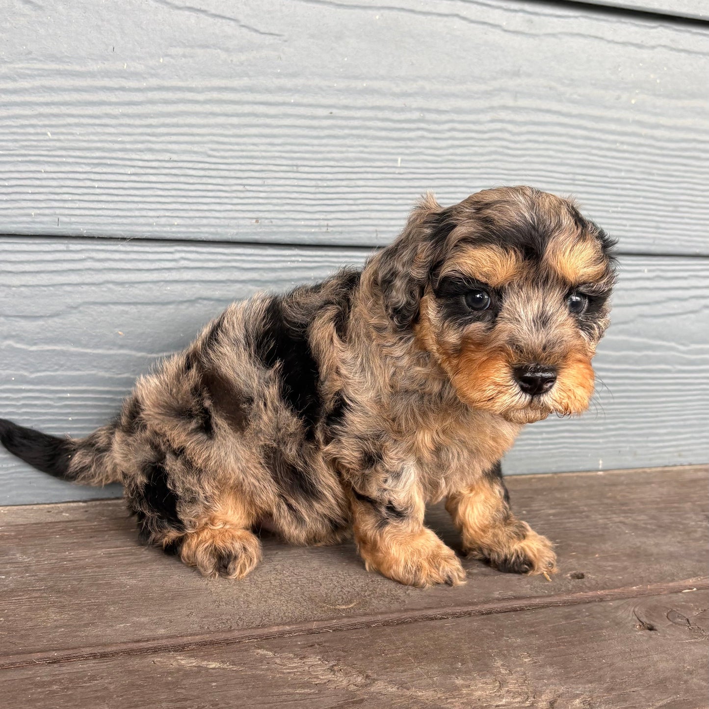 Cavapoo Puppy sitting on a wooden deck with a gray wall in the background