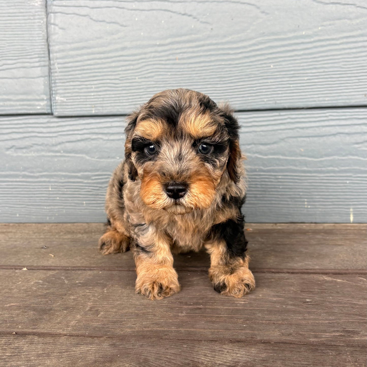Cavapoo Puppy sitting on a wooden deck with a gray wooden wall in the background at Rafterepups