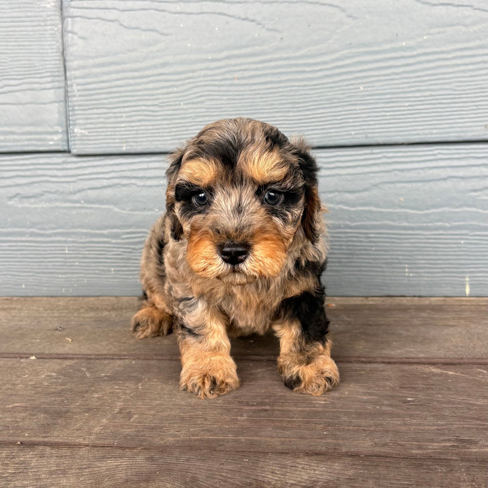 Cavapoo Puppy sitting on a wooden deck with a gray wooden wall in the background at Rafterepups