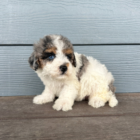 Cavapoo puppy standing on a wooden deck with a neutral background at rafterepups