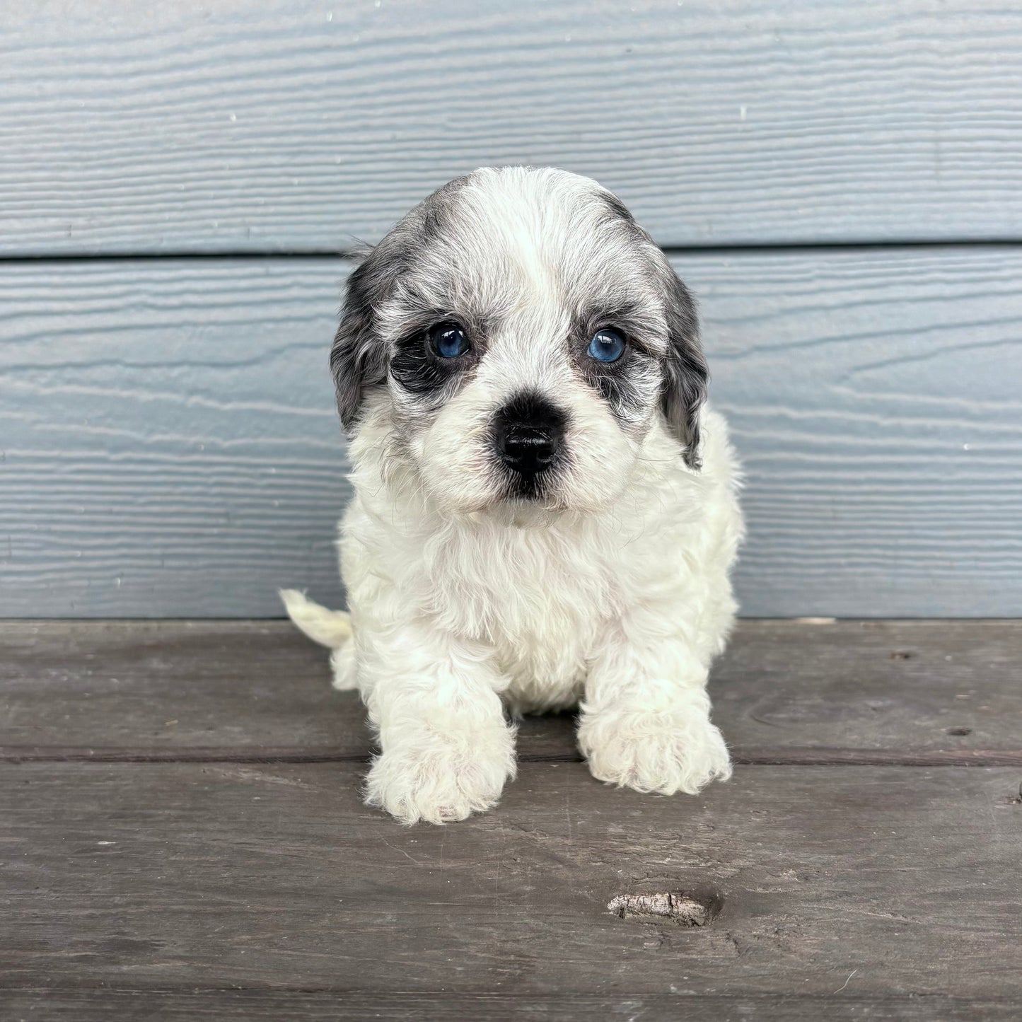 Cavapoo puppy sitting on a wooden floor with a light blue wall in the background at raftreepups