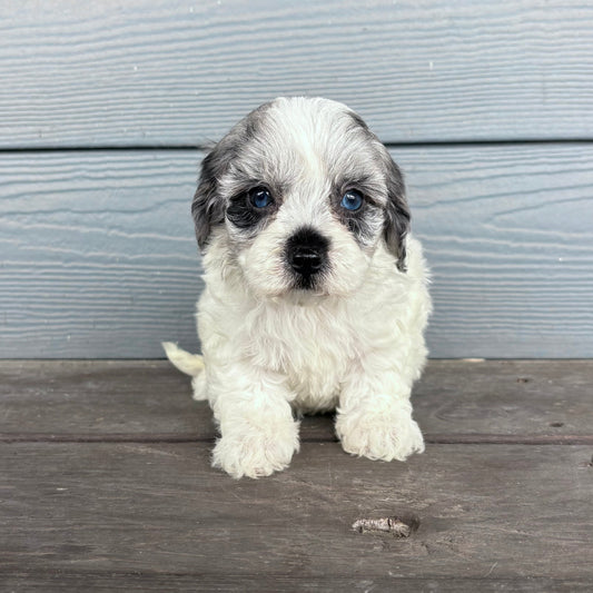 Cavapoo puppy sitting on a wooden floor with a light blue wall in the background at raftreepups