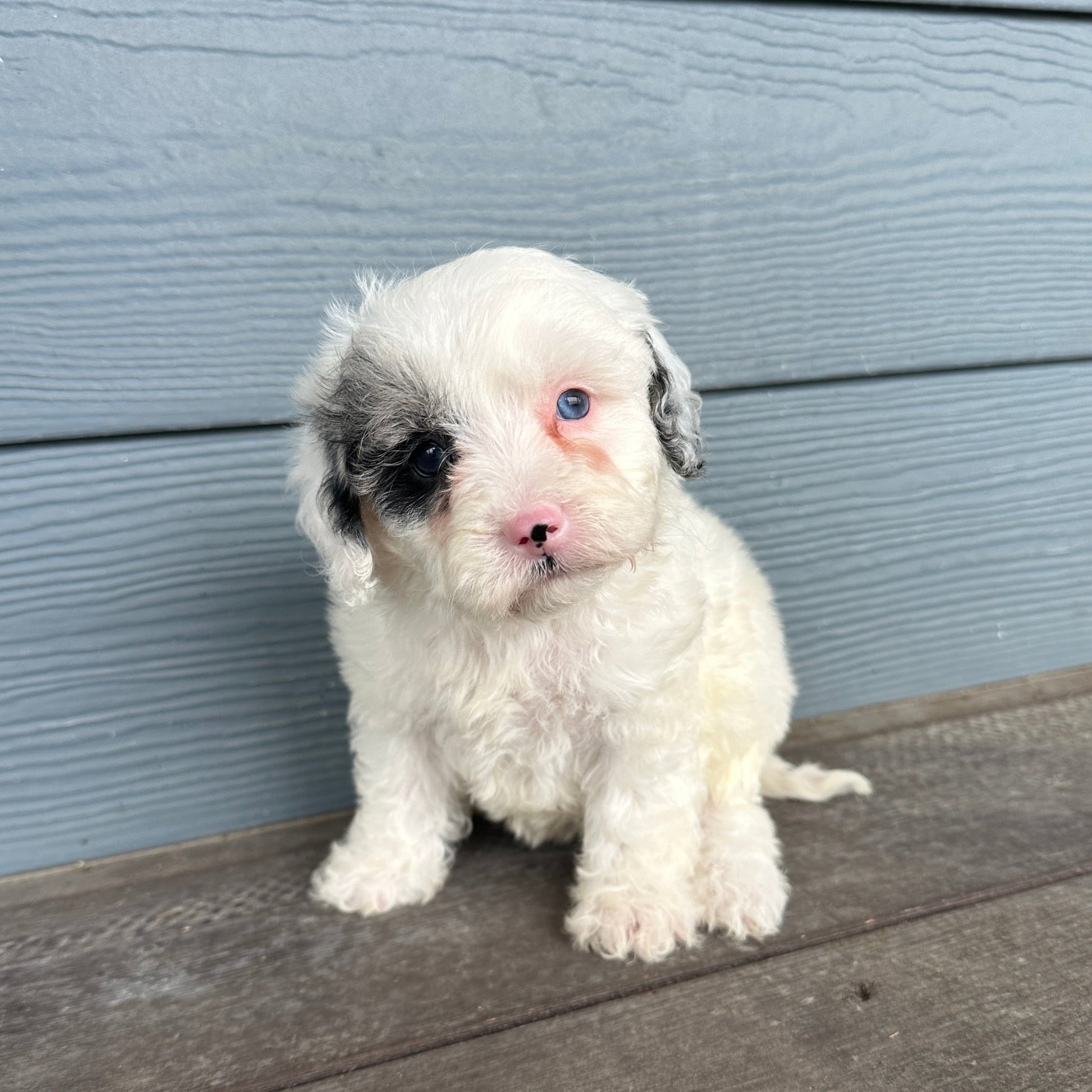 Cavapoo Puppy on a wooden deck at rafterepups