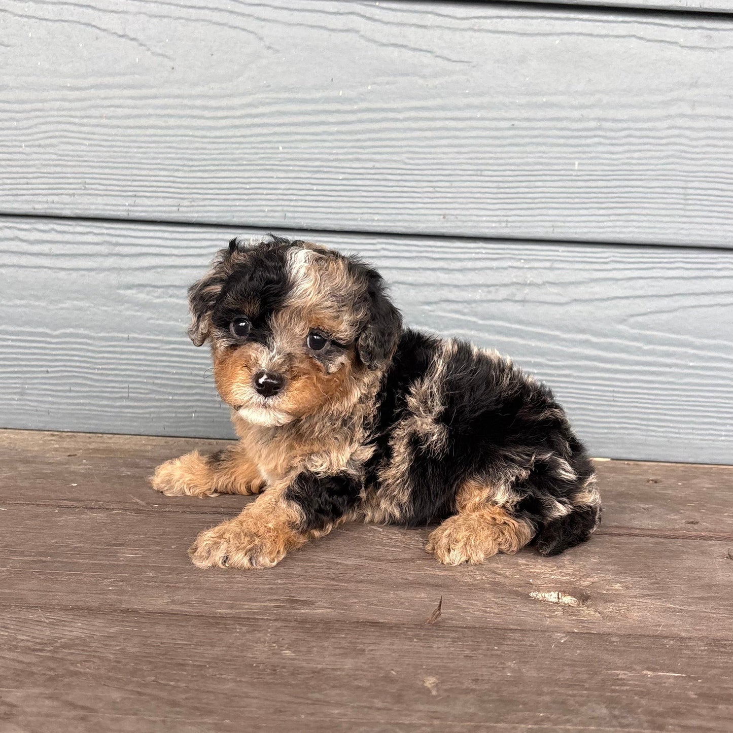 Cavapoo Puppy sitting on a wooden deck with a gray wooden wall in the background at rafterepups
